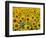 Field of Sunflowers, Full Frame, Zama City, Kanagawa Prefecture, Japan-null-Framed Photographic Print