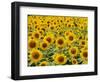 Field of Sunflowers, Full Frame, Zama City, Kanagawa Prefecture, Japan-null-Framed Photographic Print