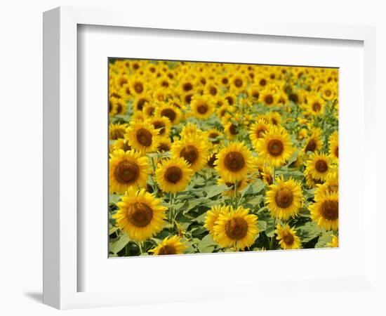 Field of Sunflowers, Full Frame, Zama City, Kanagawa Prefecture, Japan-null-Framed Photographic Print