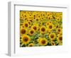 Field of Sunflowers, Full Frame, Zama City, Kanagawa Prefecture, Japan-null-Framed Photographic Print