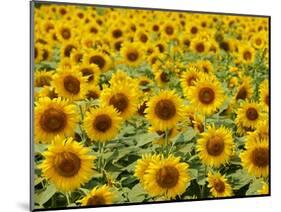 Field of Sunflowers, Full Frame, Zama City, Kanagawa Prefecture, Japan-null-Mounted Photographic Print