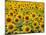 Field of Sunflowers, Full Frame, Zama City, Kanagawa Prefecture, Japan-null-Mounted Photographic Print