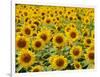 Field of Sunflowers, Full Frame, Zama City, Kanagawa Prefecture, Japan-null-Framed Photographic Print