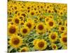 Field of Sunflowers, Full Frame, Zama City, Kanagawa Prefecture, Japan-null-Mounted Photographic Print