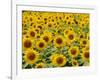 Field of Sunflowers, Full Frame, Zama City, Kanagawa Prefecture, Japan-null-Framed Photographic Print