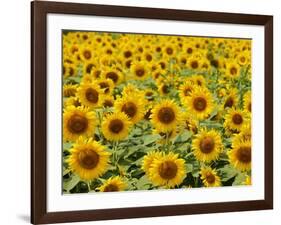 Field of Sunflowers, Full Frame, Zama City, Kanagawa Prefecture, Japan-null-Framed Photographic Print