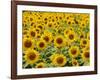 Field of Sunflowers, Full Frame, Zama City, Kanagawa Prefecture, Japan-null-Framed Photographic Print