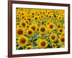 Field of Sunflowers, Full Frame, Zama City, Kanagawa Prefecture, Japan-null-Framed Photographic Print