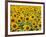 Field of Sunflowers, Full Frame, Zama City, Kanagawa Prefecture, Japan-null-Framed Photographic Print