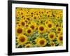 Field of Sunflowers, Full Frame, Zama City, Kanagawa Prefecture, Japan-null-Framed Photographic Print