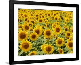 Field of Sunflowers, Full Frame, Zama City, Kanagawa Prefecture, Japan-null-Framed Photographic Print