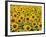 Field of Sunflowers, Full Frame, Zama City, Kanagawa Prefecture, Japan-null-Framed Photographic Print