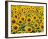 Field of Sunflowers, Full Frame, Zama City, Kanagawa Prefecture, Japan-null-Framed Photographic Print