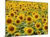 Field of Sunflowers, Full Frame, Zama City, Kanagawa Prefecture, Japan-null-Mounted Photographic Print