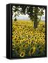 Field of Sunflowers in Full Bloom, Languedoc, France, Europe-Martin Child-Framed Stretched Canvas