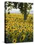 Field of Sunflowers in Full Bloom, Languedoc, France, Europe-Martin Child-Stretched Canvas