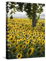Field of Sunflowers in Full Bloom, Languedoc, France, Europe-Martin Child-Stretched Canvas