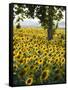 Field of Sunflowers in Full Bloom, Languedoc, France, Europe-Martin Child-Framed Stretched Canvas