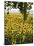 Field of Sunflowers in Full Bloom, Languedoc, France, Europe-Martin Child-Stretched Canvas