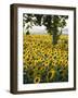 Field of Sunflowers in Full Bloom, Languedoc, France, Europe-Martin Child-Framed Photographic Print