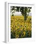 Field of Sunflowers in Full Bloom, Languedoc, France, Europe-Martin Child-Framed Photographic Print