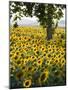 Field of Sunflowers in Full Bloom, Languedoc, France, Europe-Martin Child-Mounted Photographic Print