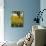 Field of Sunflowers in Full Bloom, Languedoc, France, Europe-Martin Child-Photographic Print displayed on a wall