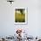 Field of Sunflowers in Full Bloom, Languedoc, France, Europe-Martin Child-Framed Photographic Print displayed on a wall