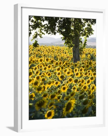 Field of Sunflowers in Full Bloom, Languedoc, France, Europe-Martin Child-Framed Photographic Print