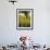 Field of Sunflowers in Full Bloom, Languedoc, France, Europe-Martin Child-Framed Photographic Print displayed on a wall