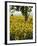 Field of Sunflowers in Full Bloom, Languedoc, France, Europe-Martin Child-Framed Photographic Print