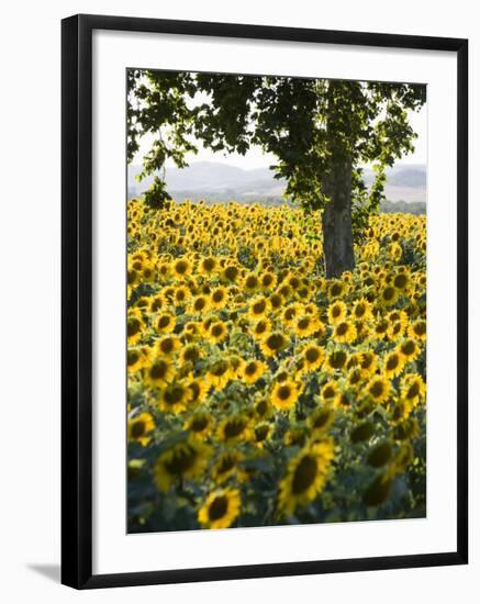 Field of Sunflowers in Full Bloom, Languedoc, France, Europe-Martin Child-Framed Photographic Print