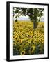 Field of Sunflowers in Full Bloom, Languedoc, France, Europe-Martin Child-Framed Photographic Print