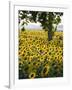 Field of Sunflowers in Full Bloom, Languedoc, France, Europe-Martin Child-Framed Photographic Print