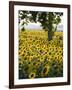 Field of Sunflowers in Full Bloom, Languedoc, France, Europe-Martin Child-Framed Photographic Print