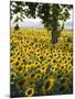 Field of Sunflowers in Full Bloom, Languedoc, France, Europe-Martin Child-Mounted Photographic Print