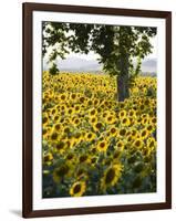 Field of Sunflowers in Full Bloom, Languedoc, France, Europe-Martin Child-Framed Photographic Print