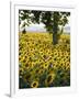 Field of Sunflowers in Full Bloom, Languedoc, France, Europe-Martin Child-Framed Photographic Print