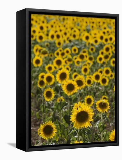 Field of Sunflowers in Full Bloom, Languedoc, France, Europe-Martin Child-Framed Stretched Canvas