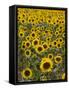 Field of Sunflowers in Full Bloom, Languedoc, France, Europe-Martin Child-Framed Stretched Canvas