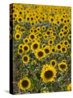 Field of Sunflowers in Full Bloom, Languedoc, France, Europe-Martin Child-Stretched Canvas