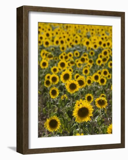 Field of Sunflowers in Full Bloom, Languedoc, France, Europe-Martin Child-Framed Photographic Print