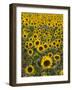 Field of Sunflowers in Full Bloom, Languedoc, France, Europe-Martin Child-Framed Photographic Print