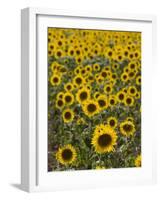 Field of Sunflowers in Full Bloom, Languedoc, France, Europe-Martin Child-Framed Photographic Print