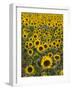 Field of Sunflowers in Full Bloom, Languedoc, France, Europe-Martin Child-Framed Photographic Print