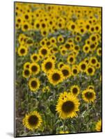 Field of Sunflowers in Full Bloom, Languedoc, France, Europe-Martin Child-Mounted Photographic Print