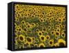 Field of Sunflowers in Full Bloom, Languedoc, France, Europe-Martin Child-Framed Stretched Canvas