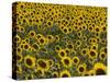 Field of Sunflowers in Full Bloom, Languedoc, France, Europe-Martin Child-Stretched Canvas