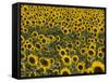 Field of Sunflowers in Full Bloom, Languedoc, France, Europe-Martin Child-Framed Stretched Canvas