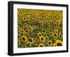 Field of Sunflowers in Full Bloom, Languedoc, France, Europe-Martin Child-Framed Photographic Print